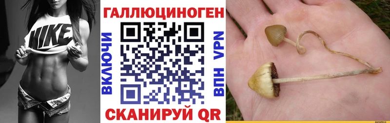 Псилоцибиновые грибы мицелий  наркотики  Мглин 